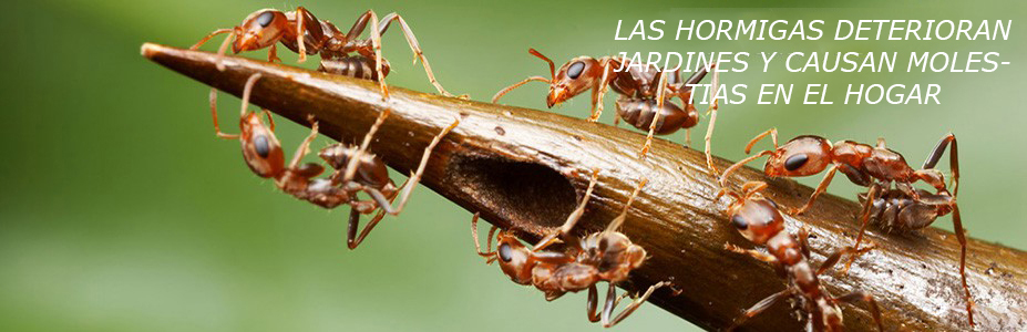 hormigas