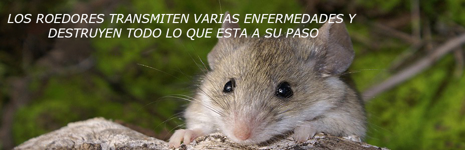 raton